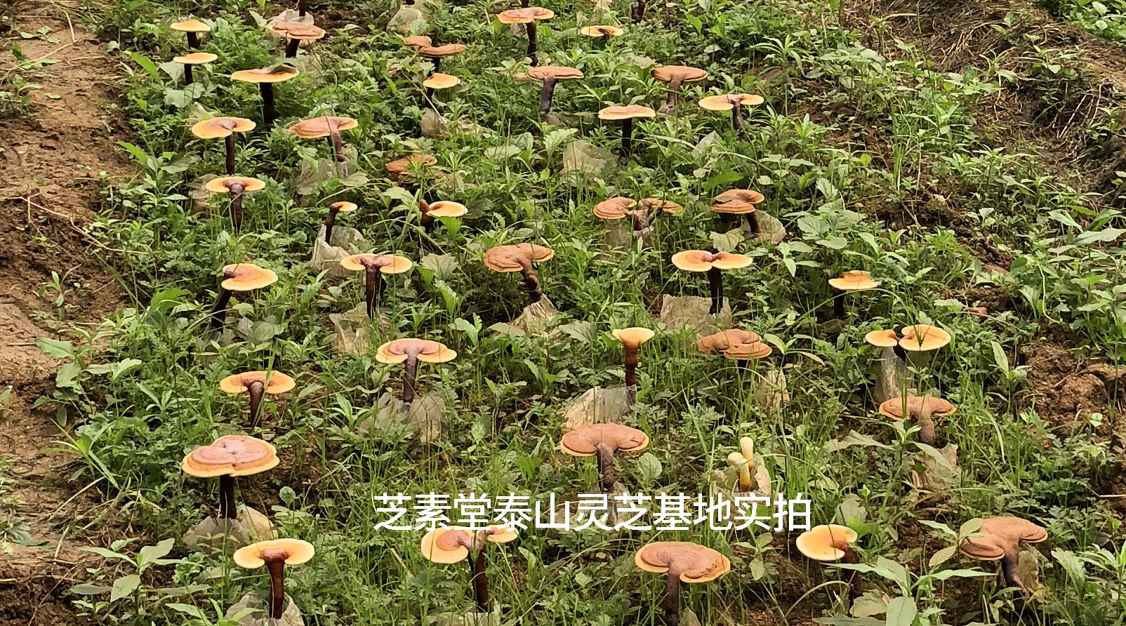 头道灵芝孢子粉是怎么回事？ 头道灵芝孢子粉更好吗？