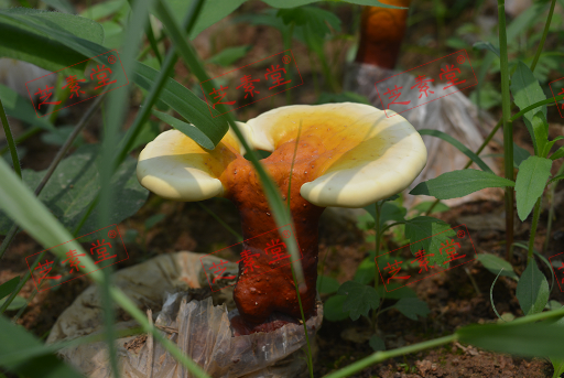 灵芝孢子粉哪里的好呢？