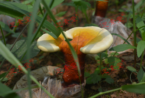 灵芝孢子粉价钱贵吗？