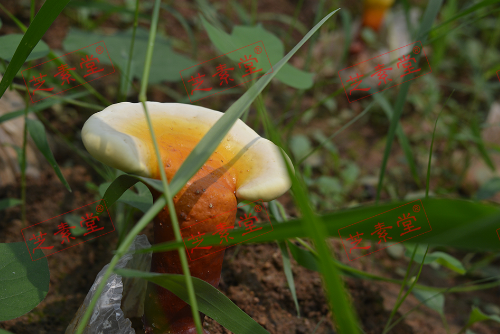 灵芝孢子粉治什么的主要？