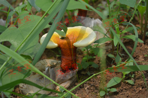 吃灵芝孢子粉有效果吗？