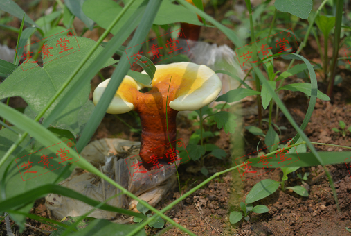 灵芝孢子粉十大排名第一是哪个？