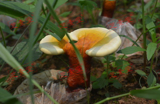 灵芝孢子粉能常吃吗？安全吗？