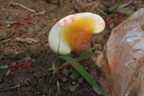 正宗灵芝孢子粉多少钱一斤呢？