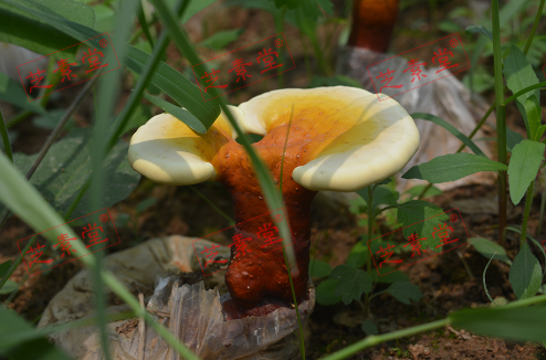 灵芝孢子粉禁忌食物有什么呢？