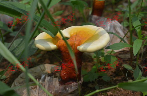 吃灵芝孢子粉禁忌其它食物吗？有什么需要注意的？