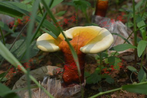 灵芝孢子粉好使吗到底？