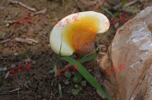 血压高能吃灵芝孢子粉吗？效果怎么样？