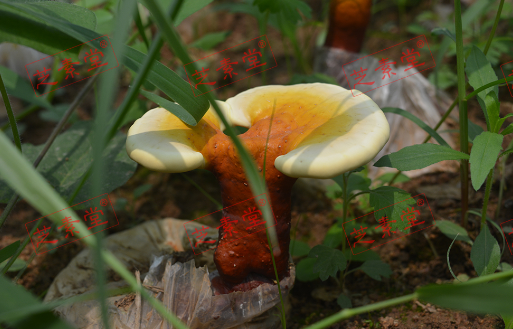 高血压人能吃灵芝孢子粉吗？