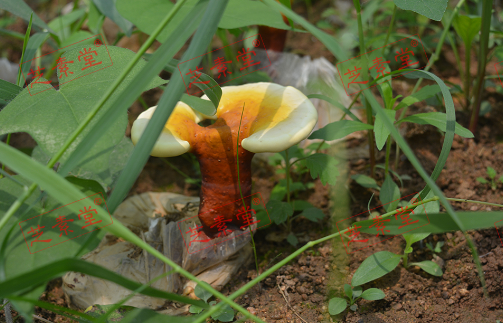 灵芝还是灵芝孢子粉好一些呢？