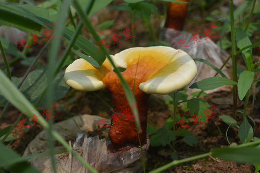 灵芝和灵芝孢子粉功效有什么区别呢？哪个更好？