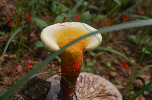 康美来灵芝孢子粉怎么吃呢？