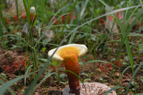 香港同仁堂灵芝孢子粉价格贵吗？