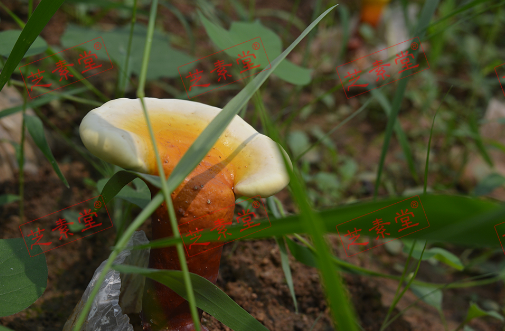 灵芝孢子粉能降血压吗？效果好不好呢？