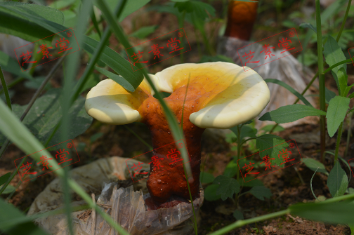 灵芝孢子粉对肝脏损伤能用吗？效果好不好？