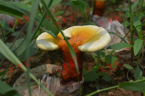 灵芝孢子粉用温水泡吗对不对？