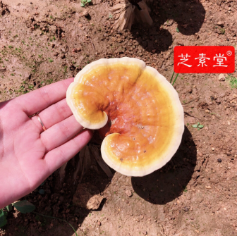 灵芝孢子粉调理肠胃吗？效果好不好？