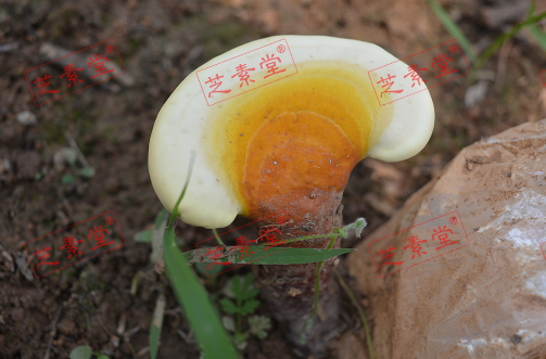 仙芝鹤灵芝孢子粉价格多少呢 ？