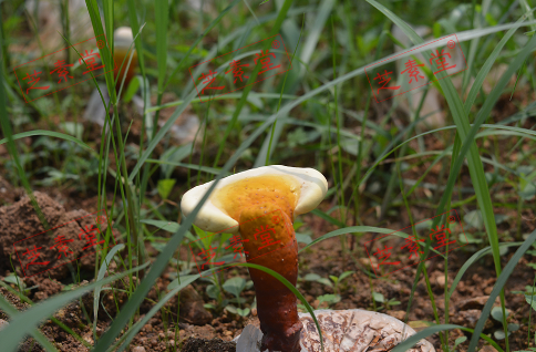 北芝堂灵芝孢子粉服用效果好不好？