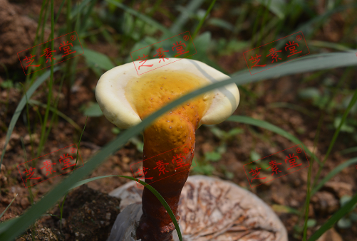 灵芝能代替灵芝孢子粉吗？