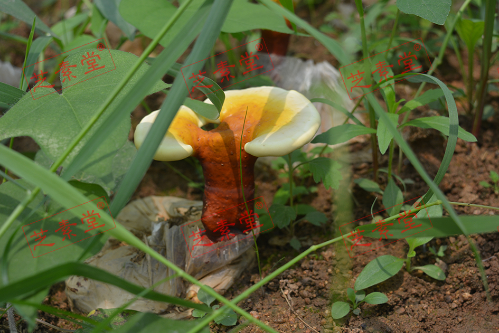 灵芝孢子粉鉴定方法你知道吗？