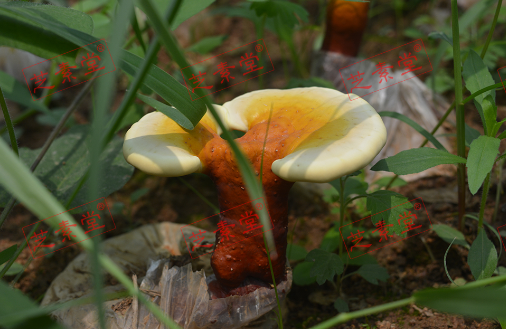 肺结核能吃灵芝孢子粉吗？效果好吗？