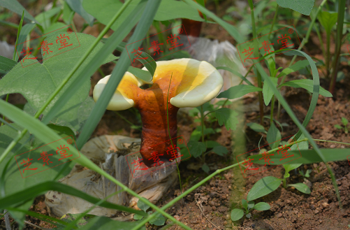 肝癌患者能喝灵芝孢子粉吗？效果好不好？