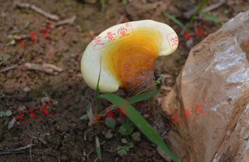 运芝牌破壁灵芝孢子粉颗粒怎么样呢好不好？