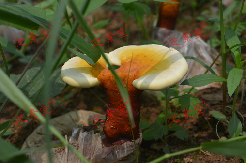 运芝牌破壁灵芝孢子粉过期2个月还能吃吗？