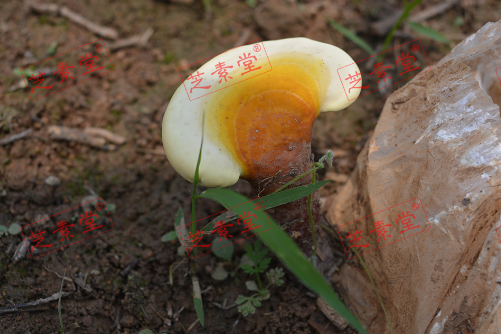 芝素堂，林岛牌灵芝孢子粉与修正牌哪个好？