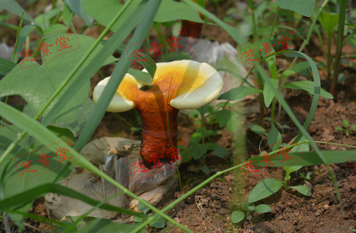 芝素堂，林岛和修正哪个牌子的灵芝孢子粉好呢？