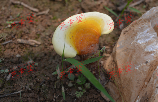 修正灵芝孢子粉好不好到底？