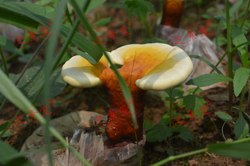 武香牌灵芝孢子粉价格多少？