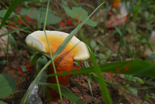 丹华牌灵芝孢子粉好吗？