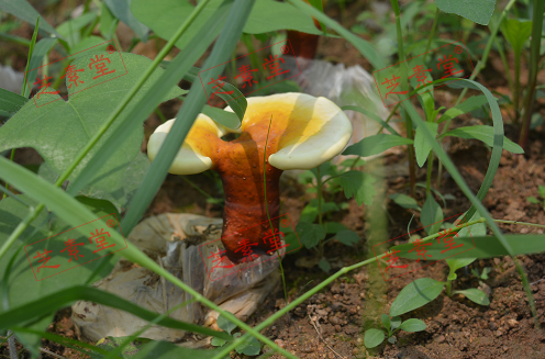 灵芝孢子粉一天吃几次,一次吃多少量好一些呢？