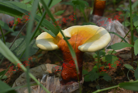 破壁灵芝孢子粉排行榜第一是哪个？