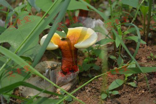 灵芝孢子粉治疗失眠效果怎么样？