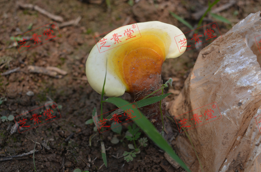 长白山灵芝孢子粉到底好不好呢？