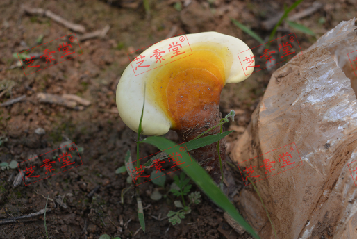 灵芝孢子粉十大品牌排行榜哪个最好？