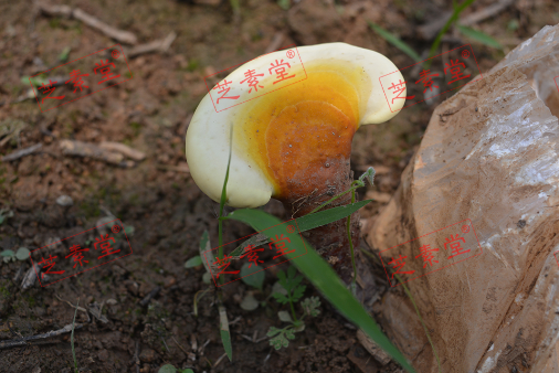 吃灵芝孢子粉对银屑病有用吗？