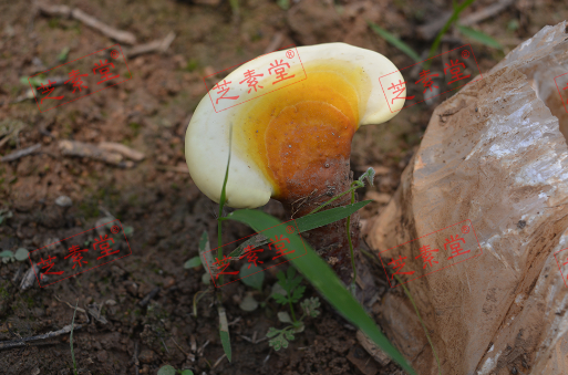 灵芝孢子粉饭后吃好吗效果？