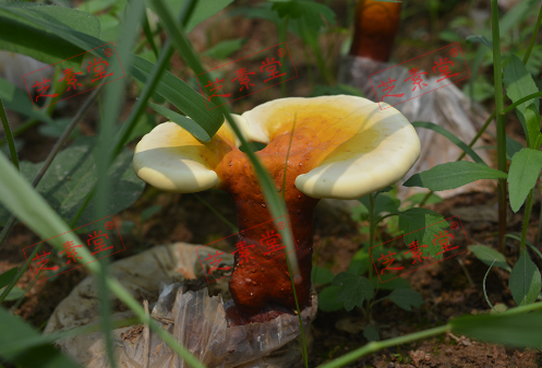 血糖高能吃灵芝孢子粉吗?灵芝孢子粉对血糖效果怎么样？