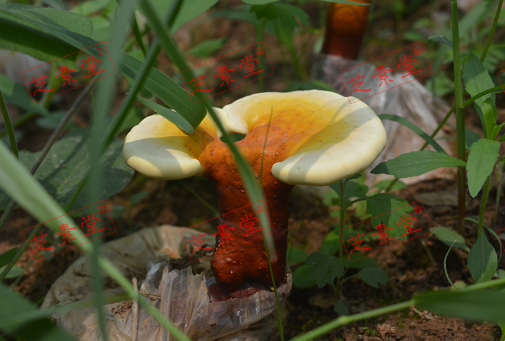 最好的灵芝孢子粉多少一斤?