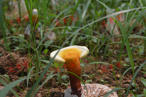 吃了灵芝孢子粉可以吃鱼吗？