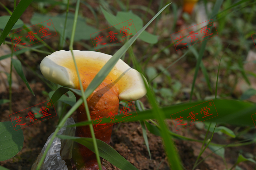 灵芝孢子粉可以直接干吃吗？