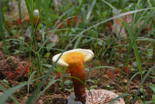 灵芝孢子粉哪里产的最好呢？