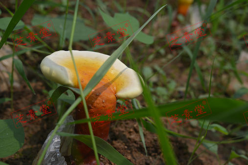 长期吃灵芝孢子粉和燕窝谁好呢？