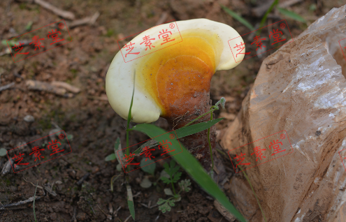 灵芝孢子粉怎么吃一次吃多少好呢？