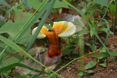 破壁灵芝孢子粉正常人能吃吗？