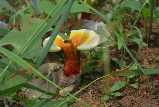 修正灵芝孢子粉胶囊价格是多少呢？